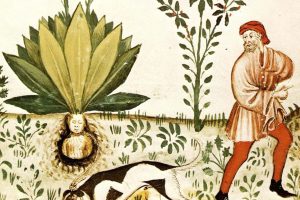 1_Tacuinum_Sanitatis_Mandrake_Dog_FEATURED-300x200.jpg