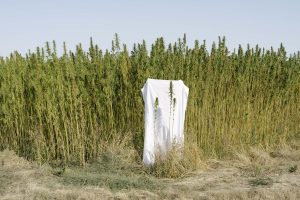 architectural_review_hempcrete_insulation_featured-300x200.jpg
