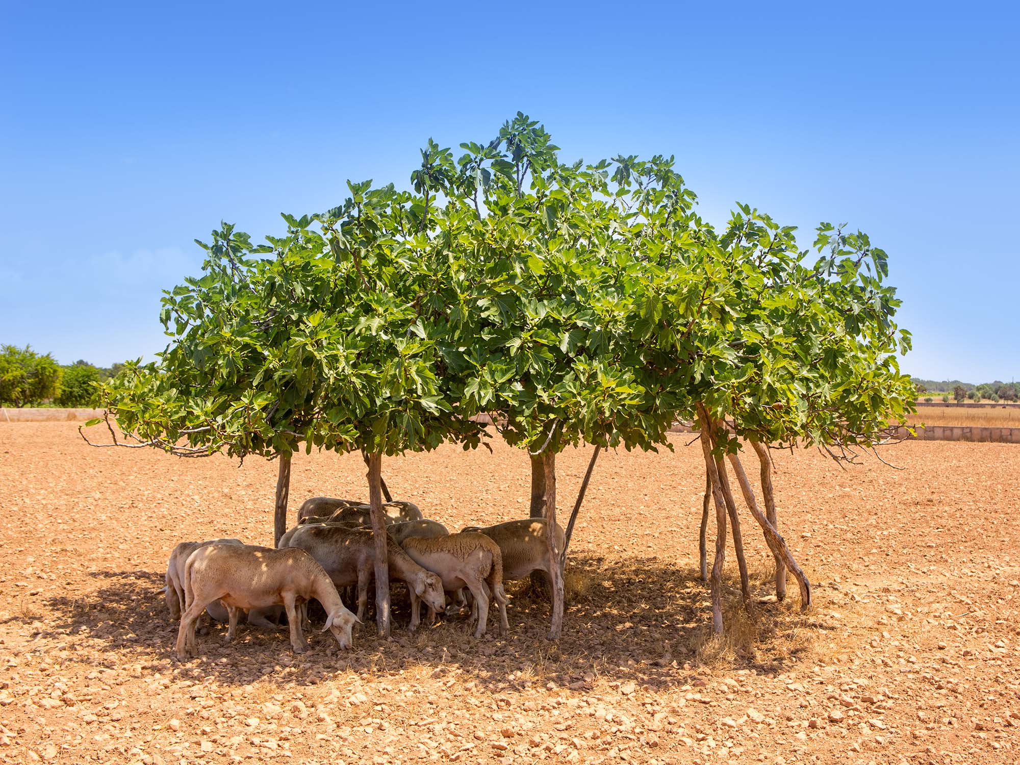 Flock of sheep under fig tree shadow on summer hot day in formentera